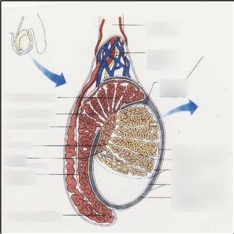 Lobules Des Testicules Diagram Quizlet