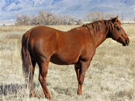 Big horse mating compilation mix series. Wasteland Wastrel: Red Horse in a Winter Field