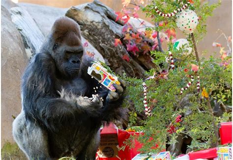 The Japing Ape Congo Christmas