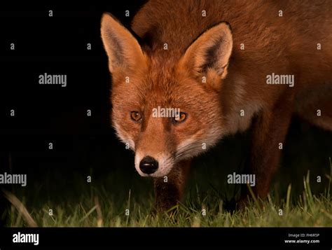Red Fox Urban Night Shot Stock Photo Alamy