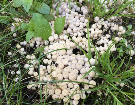 Maybe you would like to learn more about one of these? Pilze im Garten | Sonstiges | Galerie | MacTechNews.de