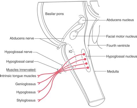 a synopsis of cranial nerves of the brainstem neupsy key