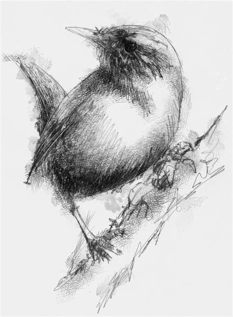 19 Beautiful Bird Pencil Drawings Art Ideas Design Trends Premium