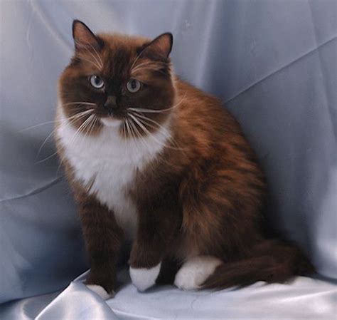 Seal Mitted Sepia Mink Ragdoll Ragdoll Kittens For Sale Cute Cats