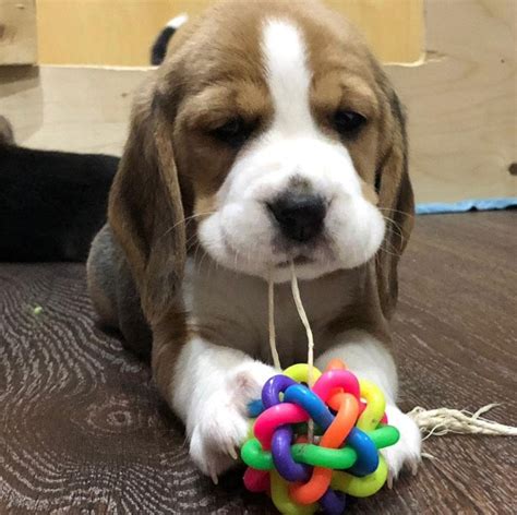 100 Male Beagle Dog Names The Paws