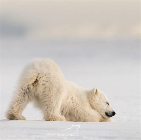 Polar Bear With His But Up In The Air Baby Polar Bears Polar Bear