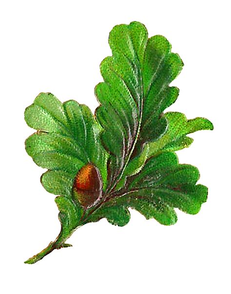 Antique Images Digital Botanical Artwork Stock Leaves Clip Art