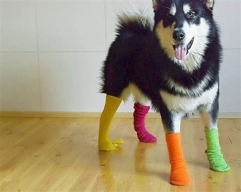 14 Cute Sock Wearing Dogs Youll Want To Hug
