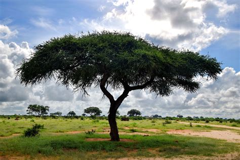 Seed Pack 10 Very Rare Seeds Umbrella Thorn Acacia Tree Seed