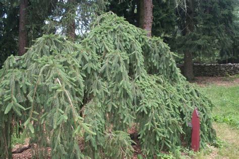 Free shipping on all orders over $199. My Japanese Umbrella trees ( photos) Norwegian weeping ...
