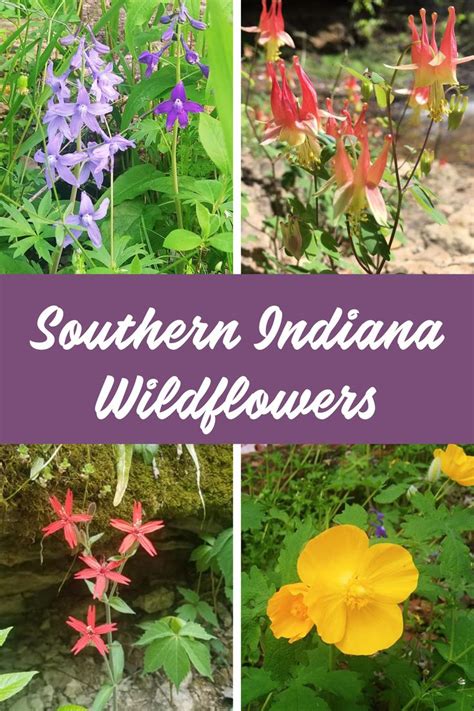 Southern Indiana Wildflowers At Charlestown State Park Flower Garden