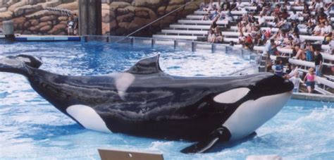 Orcas In Captivity Dolphin Project