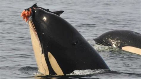 Killer Whales Have A Broad Range In Diet From Chinook Salmon To Marine