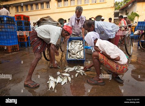 India Kerala Kochi Fort Cochin Morning Fish Market Men Sorting