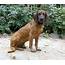 Bavarian Mountain Hound Dog Breed » Everything About 