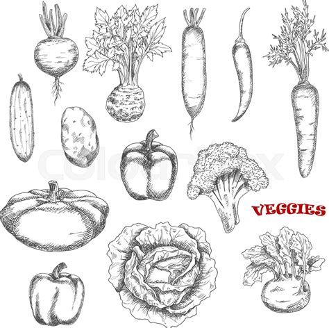 Healthful Farm Vegetables Sketch Icons Stock Vector Colourbox