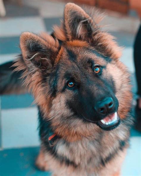15 Things You Should Know About The German Shepherd Golden Retriever