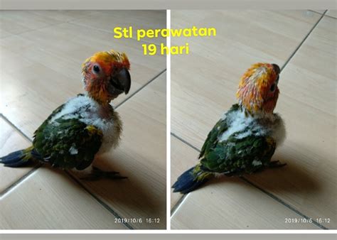 Cara pemakaian blue wizard asli di solo : Cara merawat burung paruh bengkok: Parrot breed Sakafo-S3