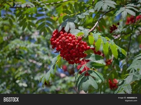 Rowan Branches Ripe Image And Photo Free Trial Bigstock