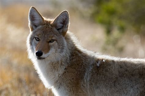 Research Illustrates How Coyotes Expanded Across North America Plants