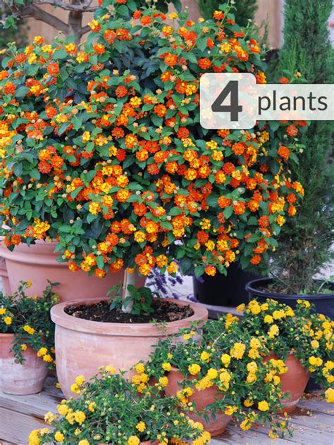 4 Plant Tropical Lantana Tangerine Blooms Pkg Kens Nursery