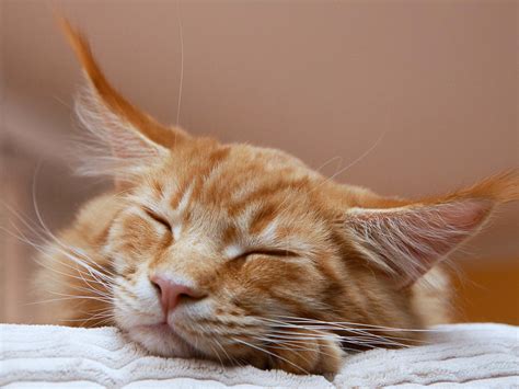 Heute gibt es viele verschiedene katzenrassen. Beliebte Katzenrassen für die Wohnungshaltung: Maine Coon ...