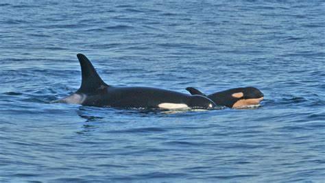 Whale Love — Ruffles J1 Eldest Southern Resident Orca Male