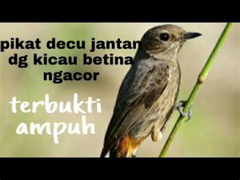 Suaradecu,#kacermini,#decu_gacor, video suara burung decu,sangat ampuh untuk memancing burung berikut video terapi/pancingan untuk burung decu wulung atau biasa disebut kacer mini. Burung Decu Wulung Betina : 6 Jenis Burung Decu Yang Ada Di Berbagai Belahan Dunia : Burung decu ...