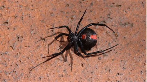Dont Feel So Sorry For The Male Black Widow Spider He Has An Awful