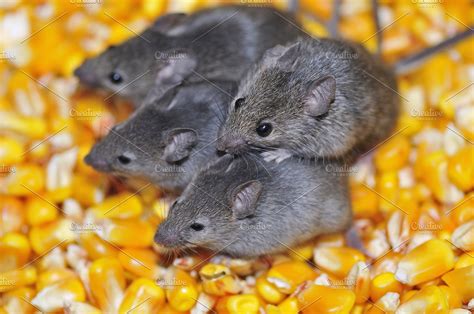 Field Mice Containing Mouse Field And Wild High Quality Animal