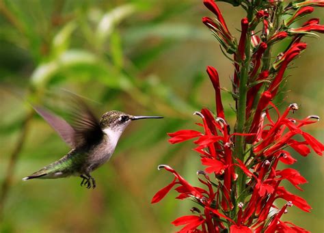 32 Common Flowers That Attract Hummingbirds 2024 Belas Flores