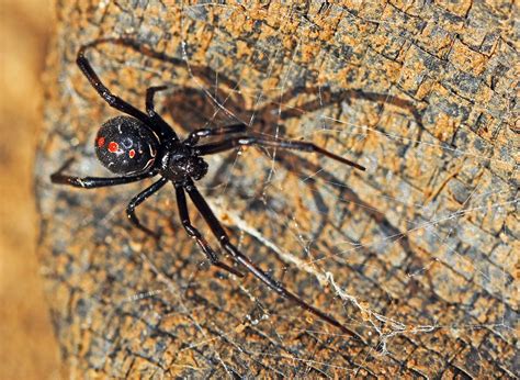 Northern Black Widow Is Rare In Wisconsin But Sightings Spiked In 2017