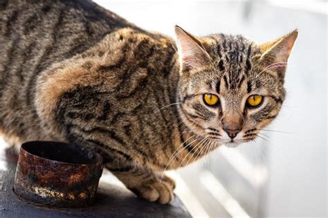 15 Facts You Should Know About Feral Cats