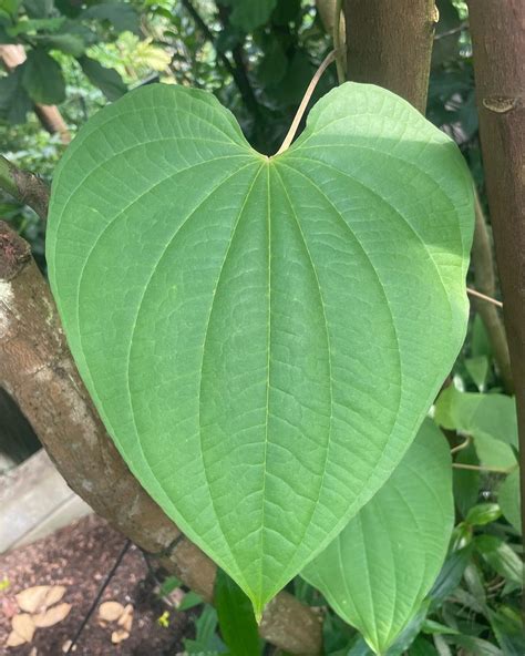 Kirtan by the fire — gratia churchill