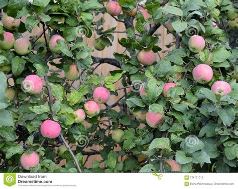 Apple Fruit Tree Red Food Ripe Branch Apples Green Agriculture