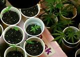 Best Soil For Marijuana Seedlings Pictures