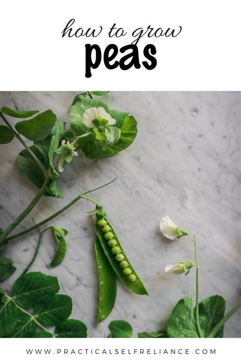 Complete Guide To Growing Peas Growing Peas Peas Growing Seeds