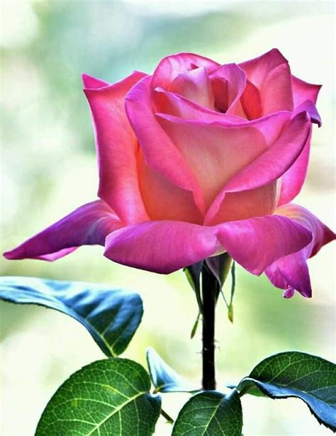 Пин от пользователя alzira lemes kena на доске 1 rosa Цветы Розы Открытки