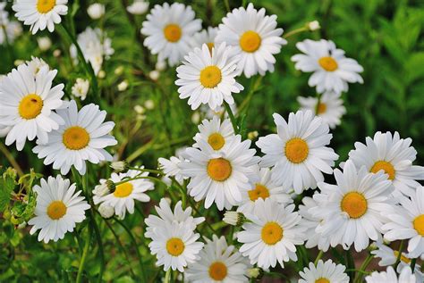 3840x2571 Bloom Blossom Daisies Daisy Flora Floral Flower