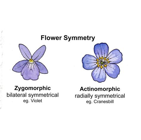 Flower Shapes Terminology Lizzie Harper In 2022 Flowers Flower