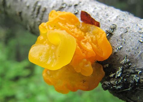 Yellow Jelly Fungus Photograph By Mat Su Carbon Crew At Mat Su College