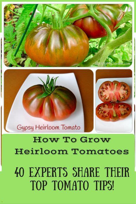 How To Grow Heirloom Tomatoes Tons Of Tomato Growing Advice From Some