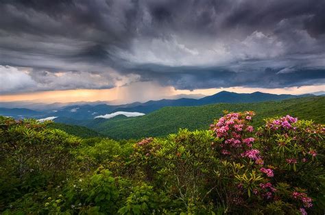 Asheville Nc Blue Ridge Parkway Spring Flowers North Carolina