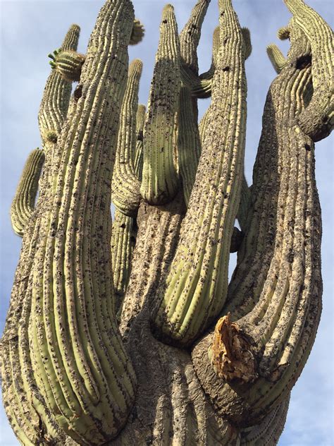Cactus In Arizona Cactus Plants Cactus Arizona