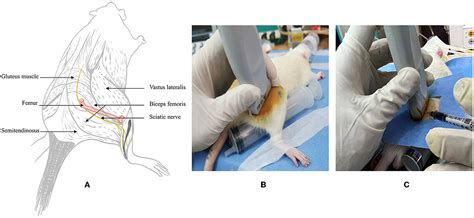 Frontiers Ultrasonic Visualization Technique For Anatomical And Functional Analyses Of The