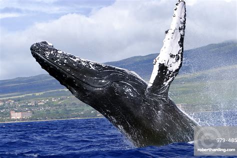 Adult Humpback Whale Megaptera Novaeangliae Stock Photo