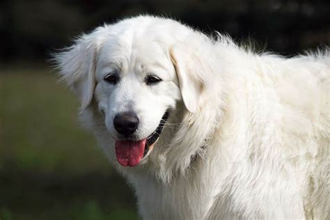 Slovensky Cuvac Dog Breed Information American Kennel Club