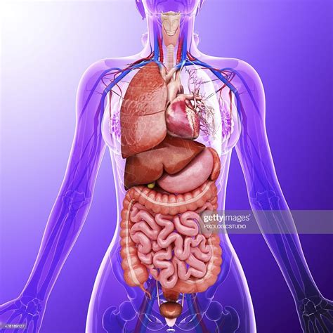 human internal organs artwork high res vector graphic getty images