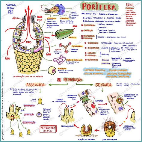 Biologia Poríferos Poriferos Mind Maps Aulas De Biologia