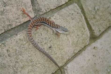 Maybe you would like to learn more about one of these? California Alligator Lizard - a photo on Flickriver